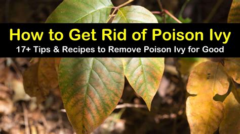 How To Get Rid Of Poison Ivy Plants With Bleach Smith Fescithavers