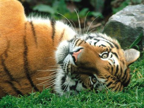 Funny Animals Zone Cute Tigers Amazing Pictures