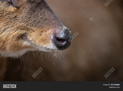 Detail Snout Muntjac Image And Photo Free Trial Bigstock