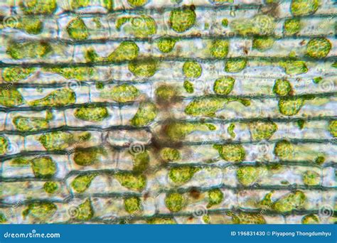 Cell Structure Hydrilla View Of The Leaf Surface Showing Plant Cells