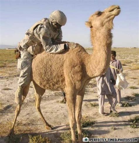 How fast can a camel run in comparison to the horse?