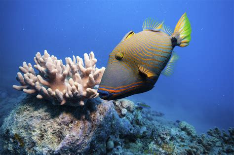 We did not find results for: La grande barriera corallina australiana è quasi morta ...
