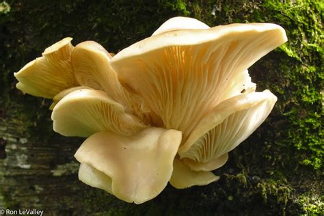 Mendonoma Sightings Several Edible Mushrooms Have Fruited