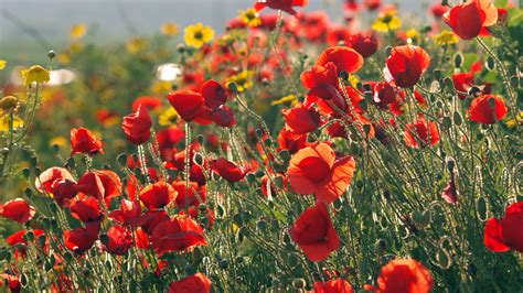 1920x1080 1920x1080 Yellow Field Red Poppies Other Flowers