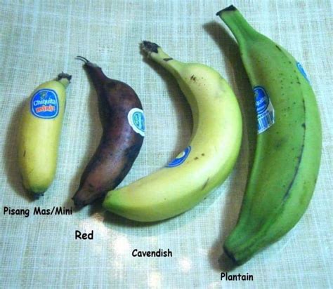 The Effect Of Panama Disease On The American Banana Industry