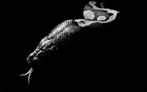 🔥 64 Viper Snake Wallpaper Wallpapersafari