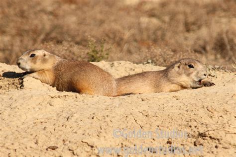 Roxannes Dog Blog What In The World Is A Prairie Dog Town