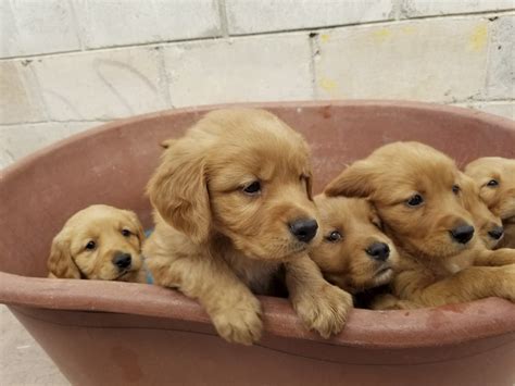 How To Identify Golden Retriever Puppies Club Golden Retriever