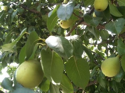 buah pear buah lai  english khasiat  kebaikan buah pear