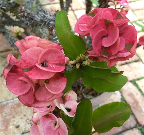 Conclusion the best gardening gloves for thorns are definitely what you need if you want your gardening experience to become even more pleasant and exciting. Crown of Thorns (backyard) | Flower garden, Crown of ...