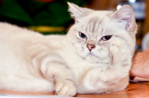 Top 10 Largest Domestic Cat Breeds Petguide