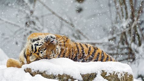 Wallpaper Tiger Cute Animals Snow Winter 4k Animals Wallpaper