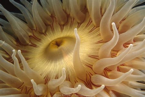 Macro Underwater Image Of A Fish Eating Anemone Jim Patterson