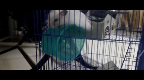 Meet My Hamster Alvin Youtube