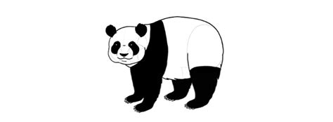 Ideeën Een Panda Tekenen In Stappen Uitstekend