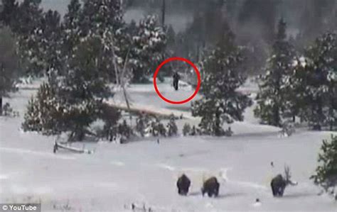 Yellowstone National Park Video Captures What Could Be Bigfoot And