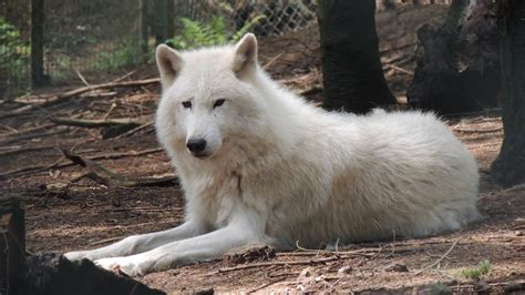 Le Loup Blanc Arctique Loups De Chabrières