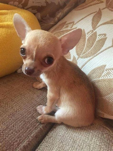 Da Baby Funny Chihuahuas Perritos Chiguagua Perro Lovable Chiens