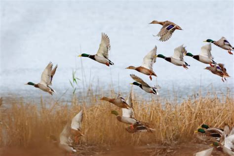 Duck Hunting In Tennessee Maximizing Your Experience Hd Guide