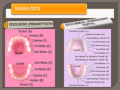 Tapi anda tetap perlu bermain aman dan mengikuti semua petunjuk perawatan, termasuk anjuran dan pantangan setelah cabut gigi agar dapat sembuh total dan mencegah terjadinya komplikasi. Meidia Shi: Nama Gigi dan Kapan Gigi Tumbuh.