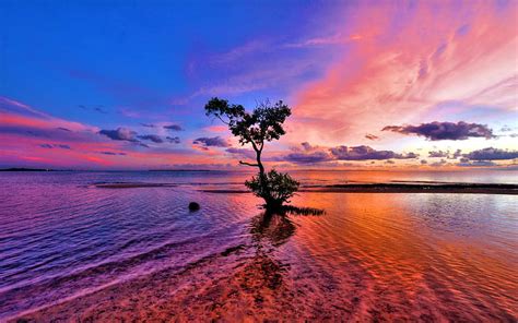 1366x768px Free Download Hd Wallpaper Sea Ocean Red Sunset Tree