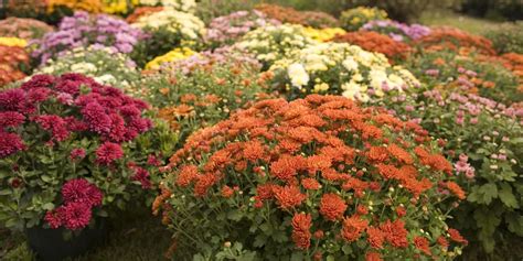 30 Best Fall Flowers For An Autumn Garden Prettiest Flowers To Plant