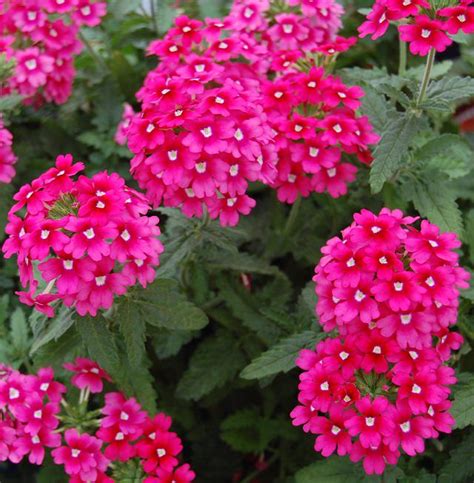 24 Best Drought Tolerant Plants That Grow In Lack Of Water Balcony