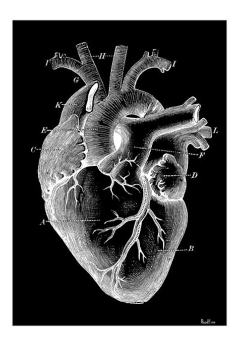 Human Heart Art Human Art Human Heart Drawing Anatomical Heart Images