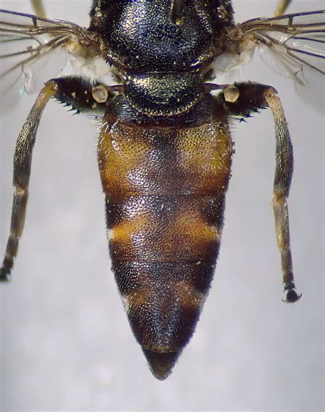 Eumerus Sabulonum Female Abdomen Ardeer Peninsula Ayrsh Flickr