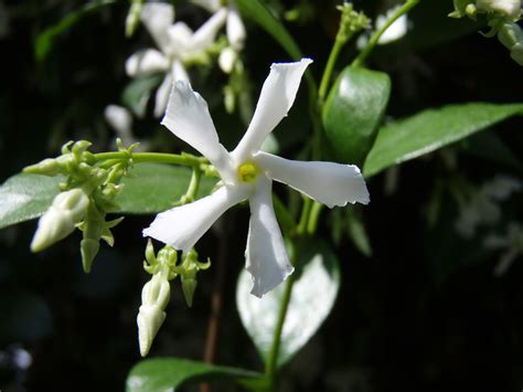 Confederate Jasmine Or Star Jasmine Trachelospermum Jasminoides