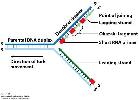 diagram of replication fork