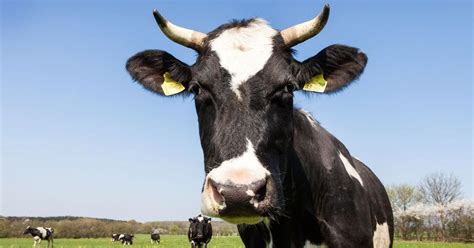 10 Facts About Dairy Cattle Four Paws In South Africa