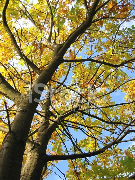 Autumn Tree Stock Photo Royalty Free Freeimages