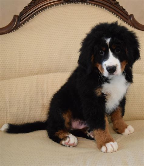 57 Bernese Mountain Dog Puppy For Sale Nc Image Bleumoonproductions