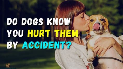 Top 3 Ways Dogs Know You Hurt Them By Accident Tips