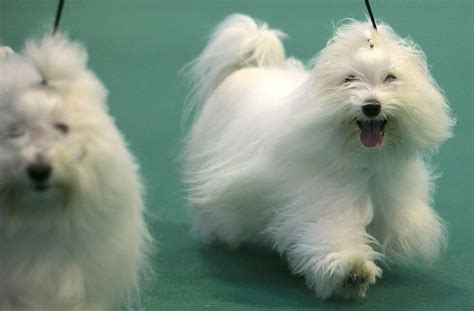 Westminster Dog Show Unveils Two New Breeds, And You Won't Be Able To ...