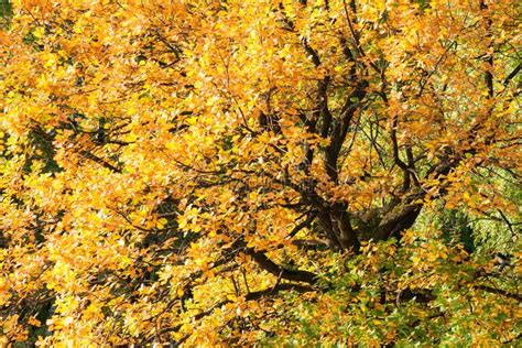 Yellow Foliage Of An Oak Tree Stock Photo Image Of Ecology Quercus