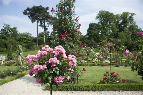Où Voir Les Plus Belles Roses Parc Oriental De Maulévrier Rose