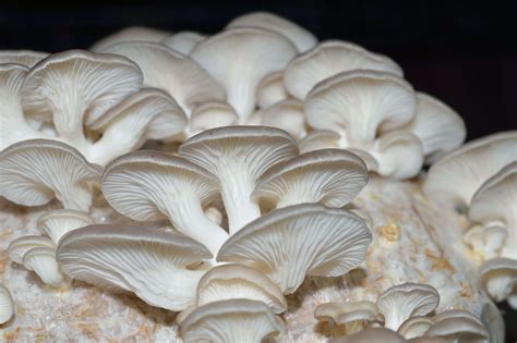 Are You Aware Of The Health Benefits Of Mushrooms What Are Its Qualities