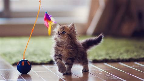 Best Automated Cat Toys 2023 To Banish Boredom Once And For All Petsradar