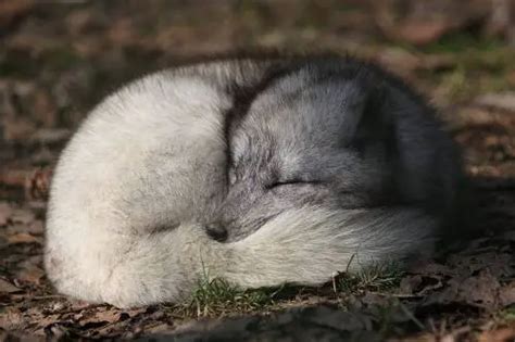 Do Arctic Foxes Hibernate • Animals Answers