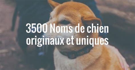 Mâle ou femelle, nous allons vous aider à vous cherchez un nom de chien en n pour l'année 2017 ? Résultat de recherche d'images pour "bonne année 2019 ...