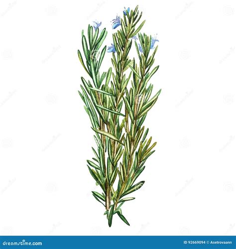 Botanical Drawing Of A Rosemary Watercolor Beautiful Illustration Of