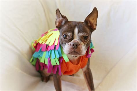 Four Quick Cheap And Easy Diy Dog Costumes