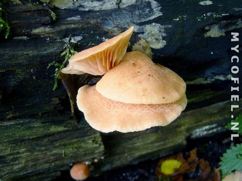 paddenstoelen in Nederland: Zalmzwam - Rhodotus palmatus