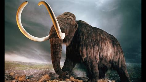 7 Extinct Animals That May Still Be Alive | FunnyDog.TV
