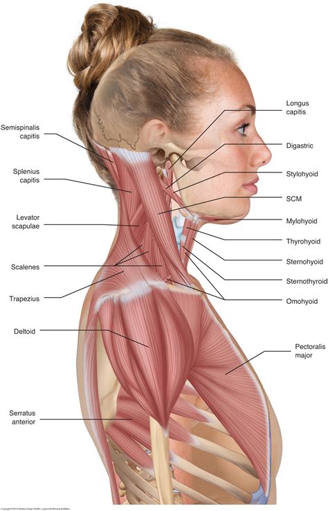 Anatomical Diagram Of The Muscles Of The Neck Head Anatomy Human The
