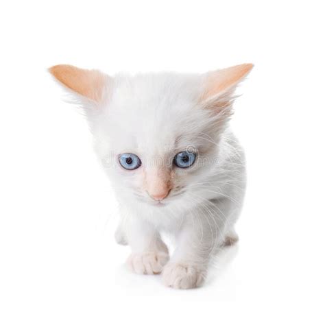 Mignon petit chaton avec la langue dehors regardant loin isolé sur blanc. Chaton Curieux Sur Le Fond Blanc Photos Stock ...