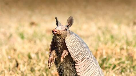 How To Trap Armadillos Tips For Successful Catching
