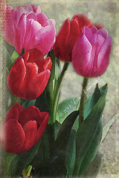 Painted Tulips Par Lisa Drummond Tulip Painting Oil Painting Flowers